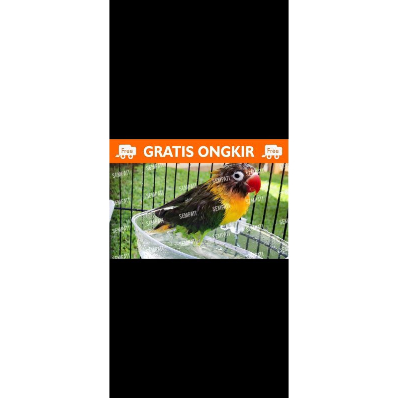 burung lovebird jantan dan betina asil