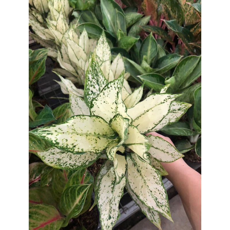 Aglaonema Siam Paragon