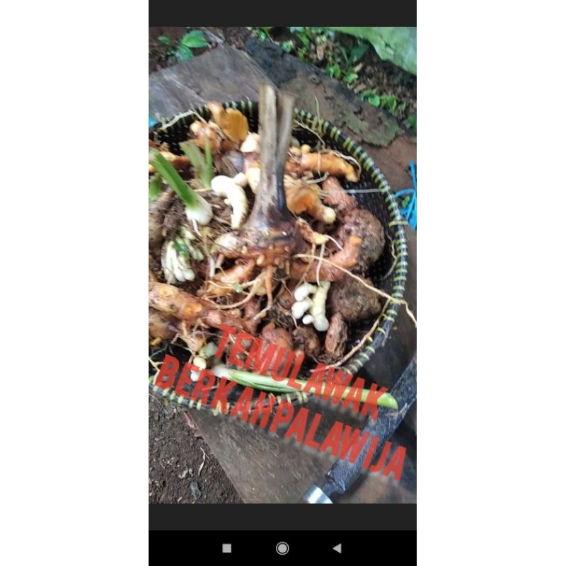 

kunir temulawak 8900/100g