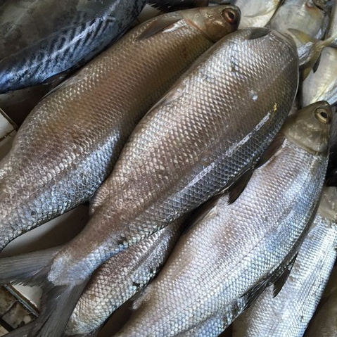 

ikan bandeng sagar ikan segar cikarang utara