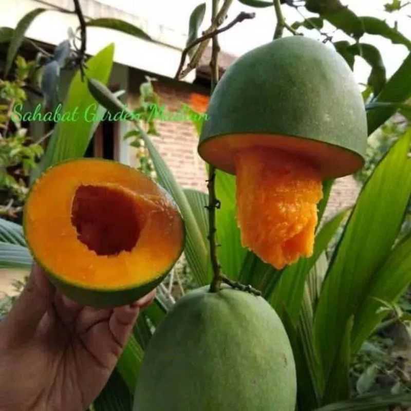 Bibit Buah Mangga Alpukat Mangga Madu Kualitas Unggul