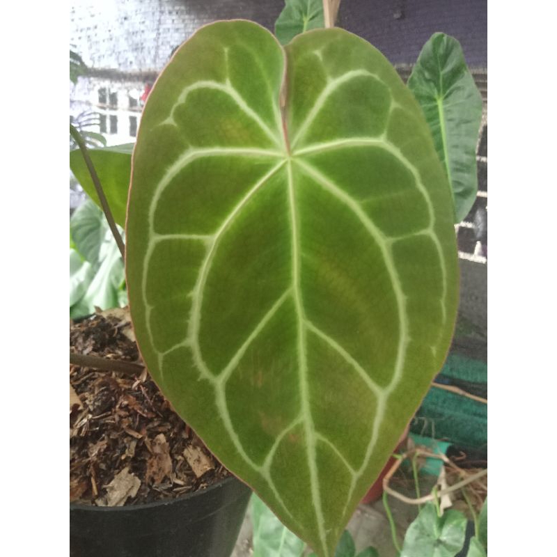 Tanaman Anthurium  Magnificum x