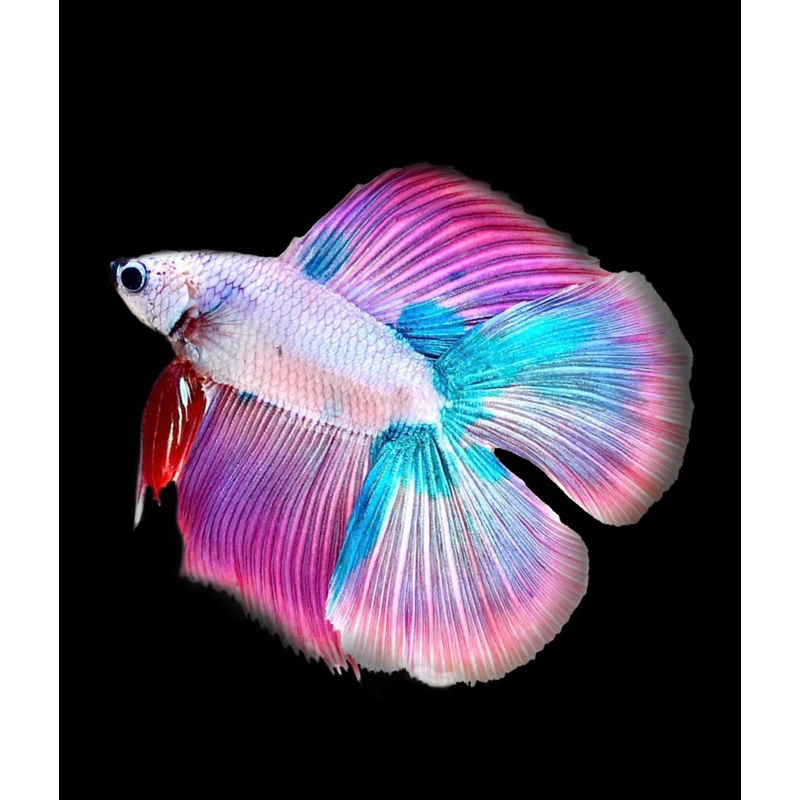 Halmon Doubel Tail (HMDT)