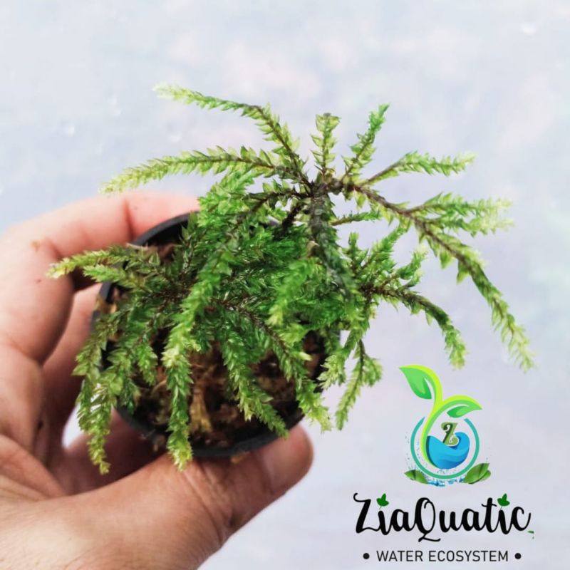 Hypnodendron Comosum "Tree Moss" Umbrella Moss - Tanaman Hias Paludarium Terrarium Indoorplant