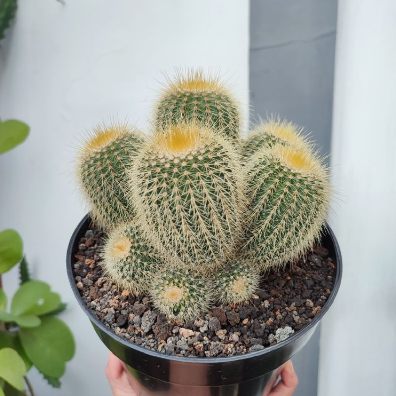 Notocactus Leninghausi Cluster | DP 18cm