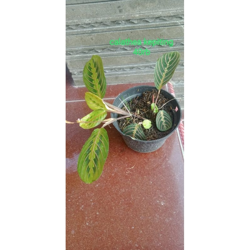 TANAMAN HIAS "CALATHEA KEPITING"