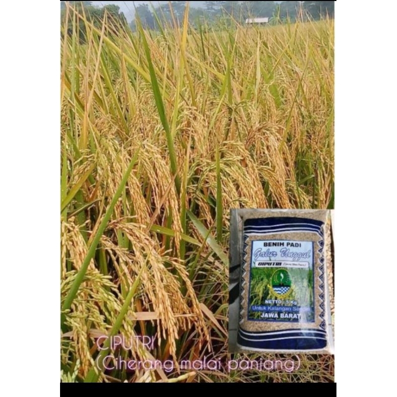 benih padi ciputri 5kg