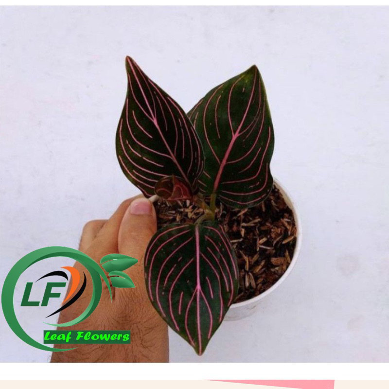 (BISA COD) PROMO Aglonema rotundum aceh anakan 2-4 daun - rotundum aceh hitam 2-4daun