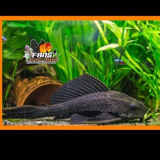 ikan sapu2 10cm -15cm