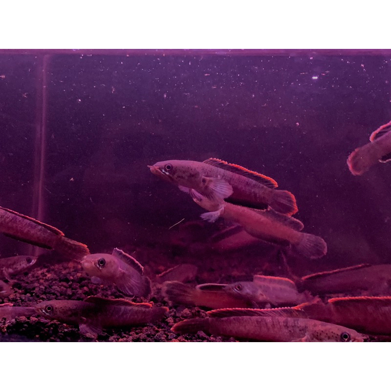 LIMBATA MERAPI CB PREMIUM