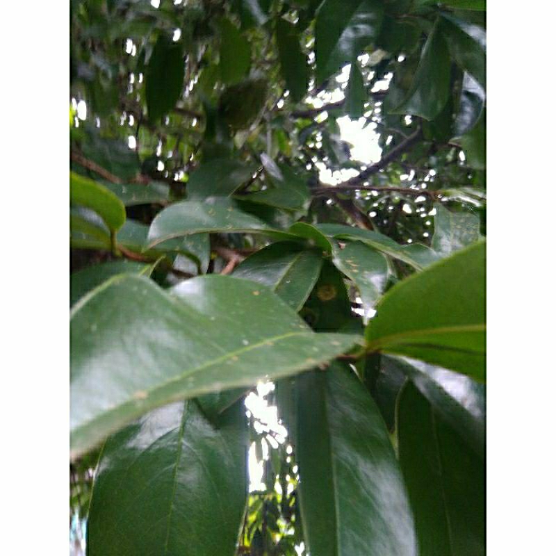 

DAUN SIRSAK SEGAR 250GRM