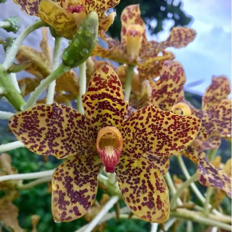 Anggrek Grammatophyllum speciosum