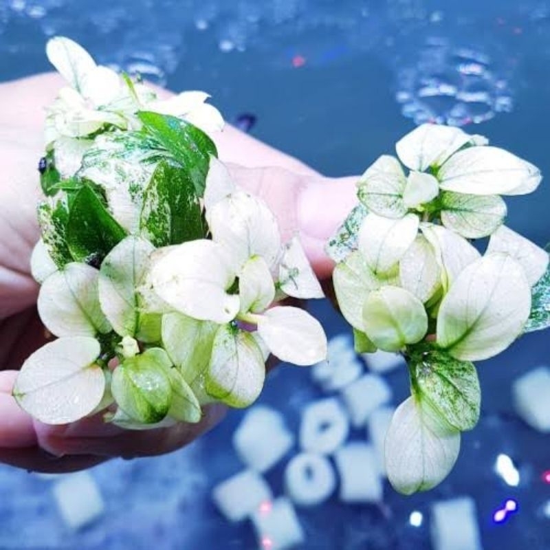 Anubias White Petite