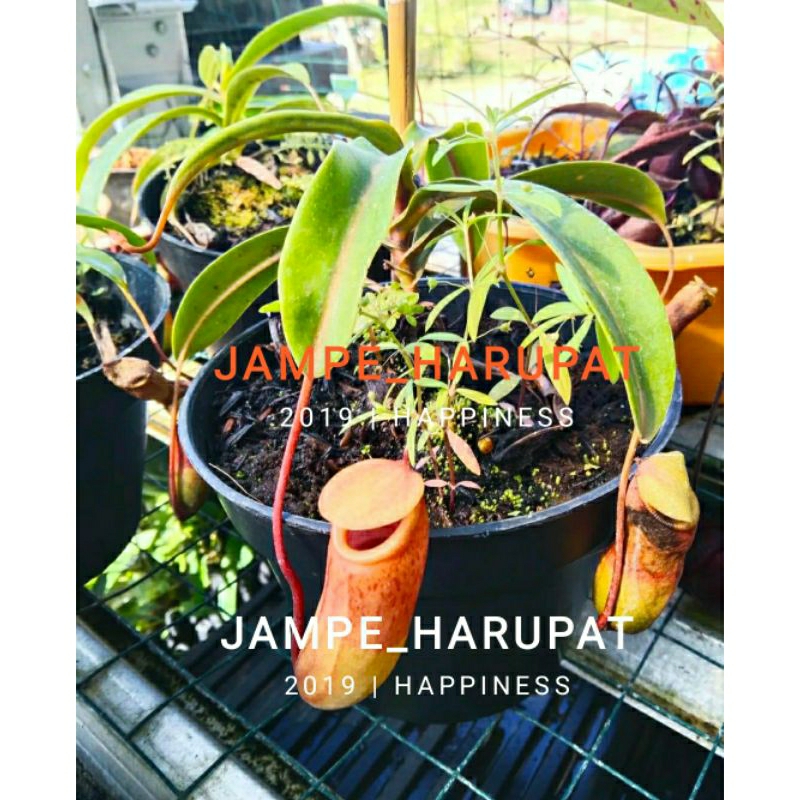 KANTONG SEMAR TANAMAN HIAS KARNIVORA / NEPENTHES