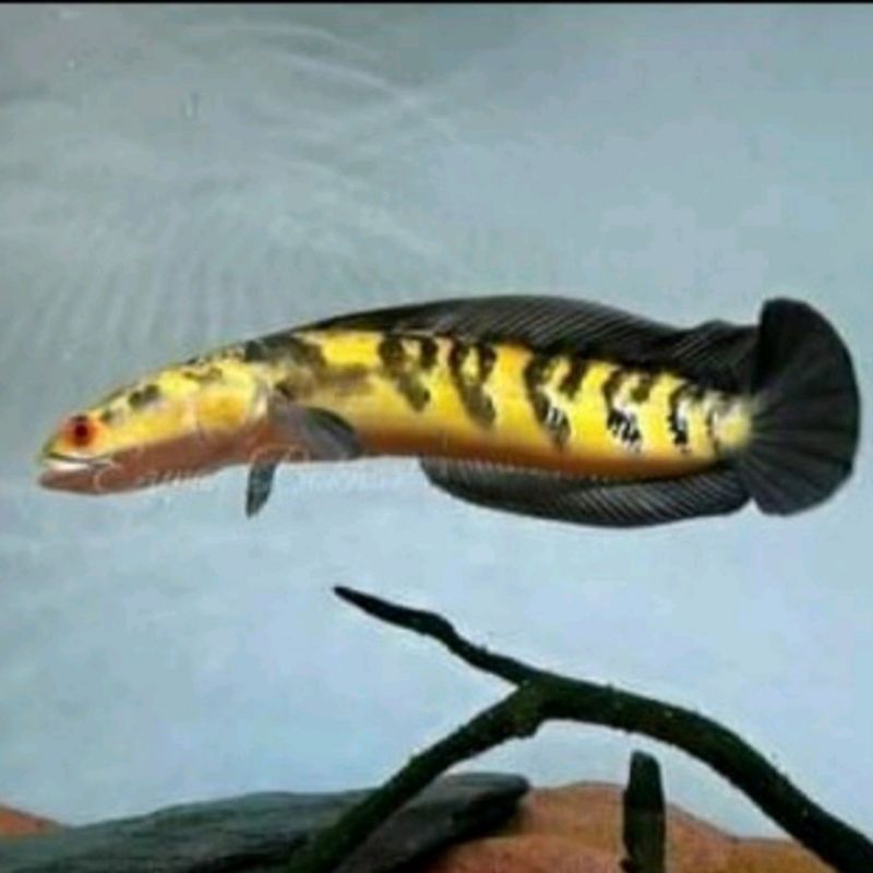 Maru YS 14-20 cm