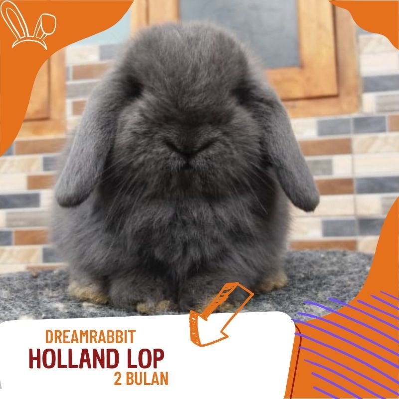 kelinci hias holland lop hitam pure