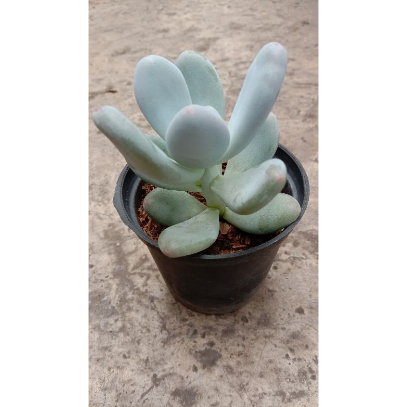 Kaktus Sukulen Moonstone Murah
