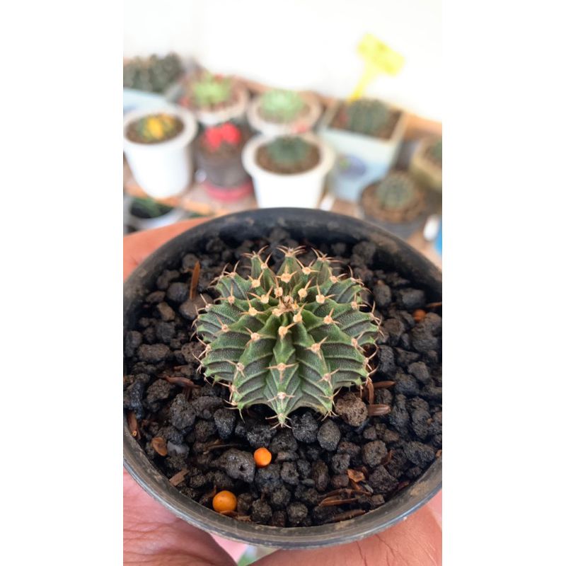 kaktus LB Hybrid