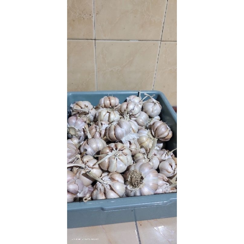 

bawang putih super
