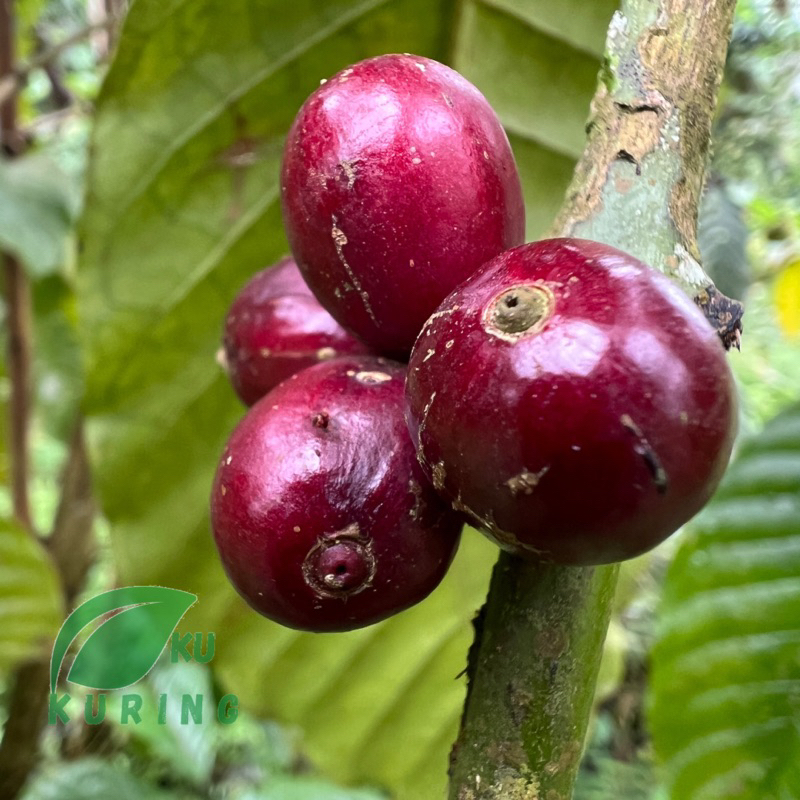 

KUKURING Biji Buah Kopi Matang Pilihan Per Kg 1 Kg