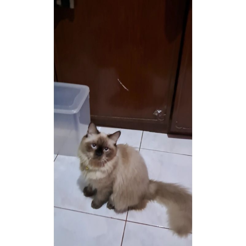 Kucing Raqdoll Mix Persia