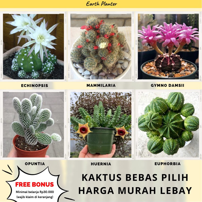 Kaktus Satuan Bebas Pilih 50 Jenis Murah Berkualitas | Paketan Sekulen Sukulen Cantik Echeveria Grap