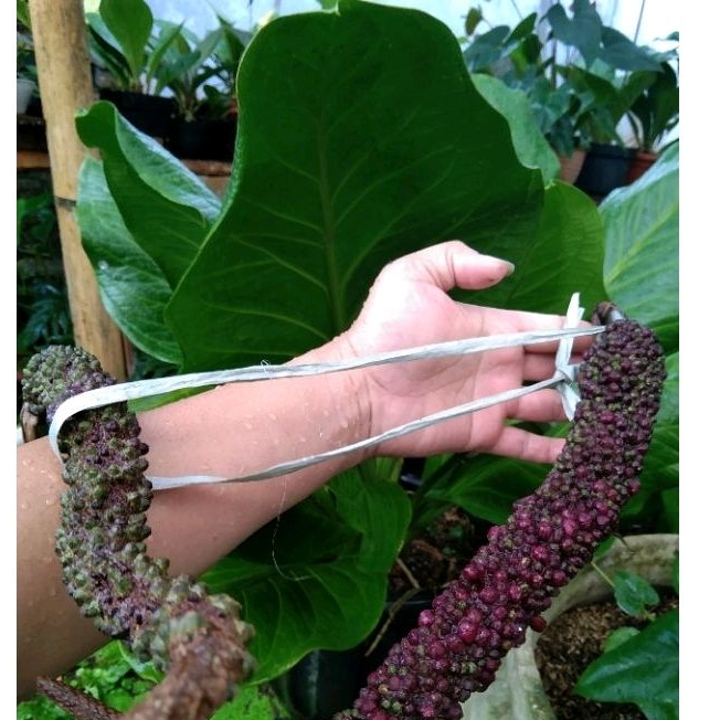 bijii cobra catalog vs  varigata paket per 1 biji