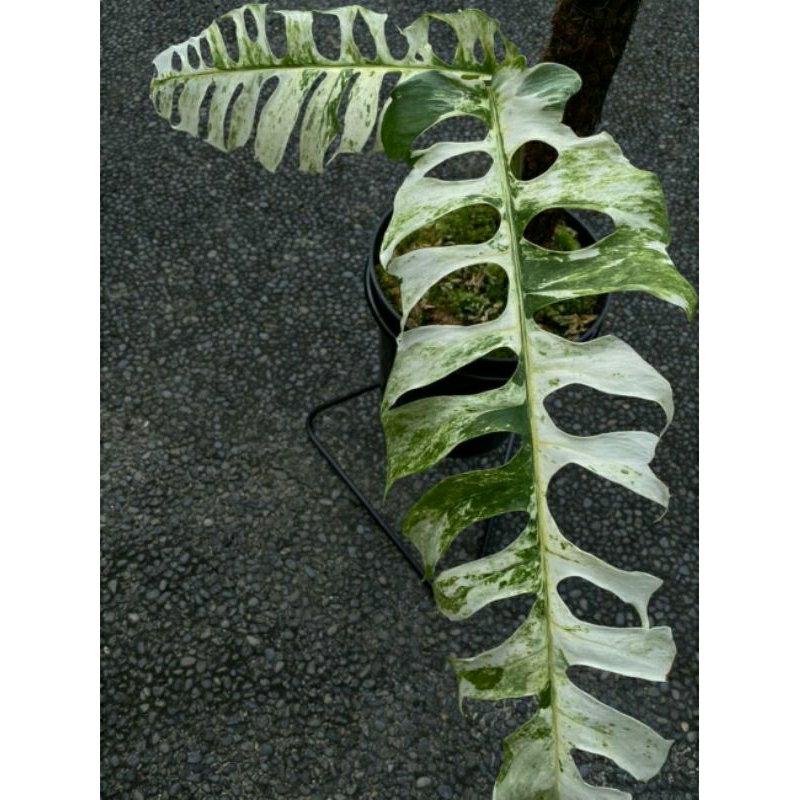 new beby epiprenum hanoman/beby epiprenum hanoman sp bali