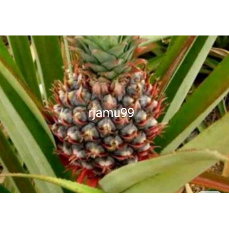 

Herbal Daun nanas segar