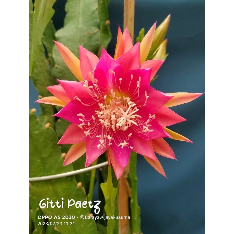 Epiphyllum Wijaya Kusuma Hybrid import 🆔 Gitti Paetz (Rooting)