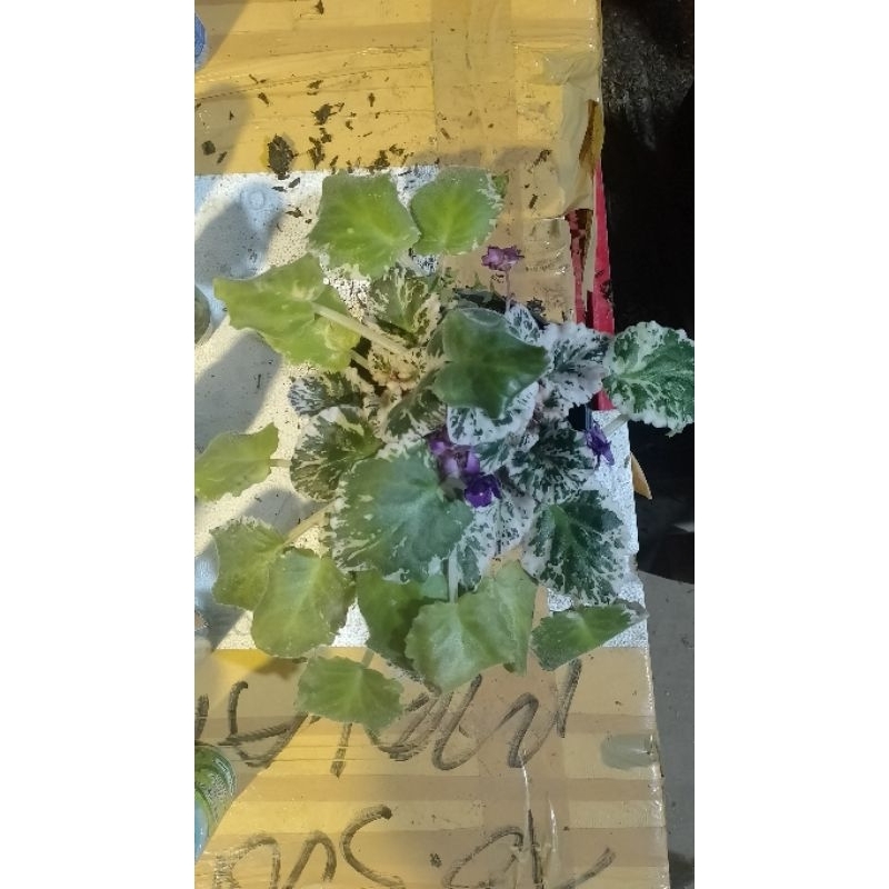 Tanaman hias bunga Violces variegata- Violces variegata
