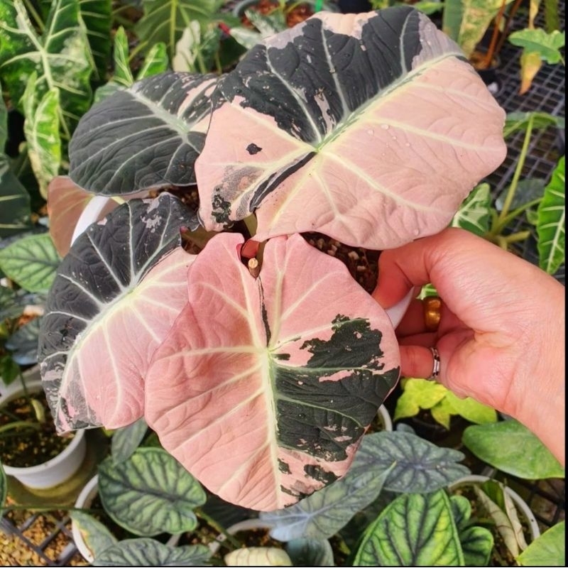 Tanaman Hias Alocasia Black Velvet Variegata / Black Velvet Varigata/ Syngonium murah/ Tanaman hias 