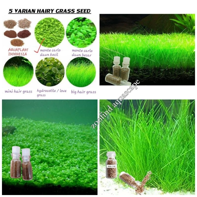 Bibit Benih Hairgrass Mini Monte Carlo Karpet Seed Carped Seed Benih Tanaman Aquascape