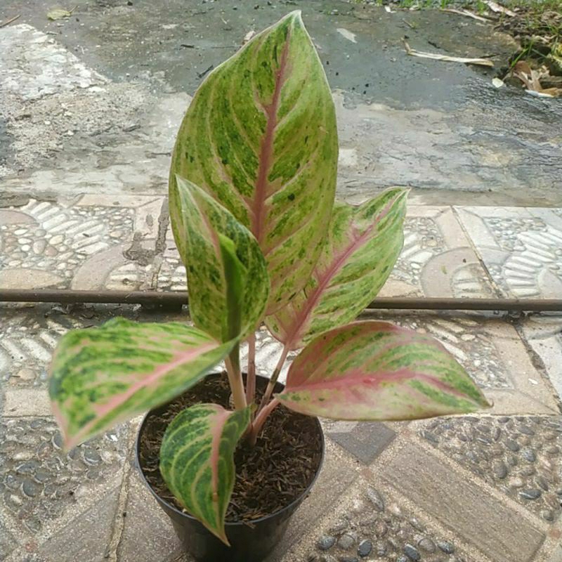 aglonema sweet heart