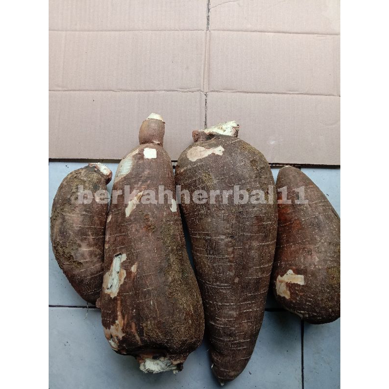 

SINGKONG RACUN SAPI KURU UNTUK OBAT HERBAL PER 1 KG