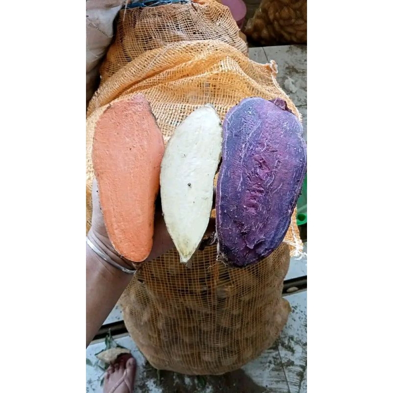 

telo madu mentah Jenis ungu putih kuning