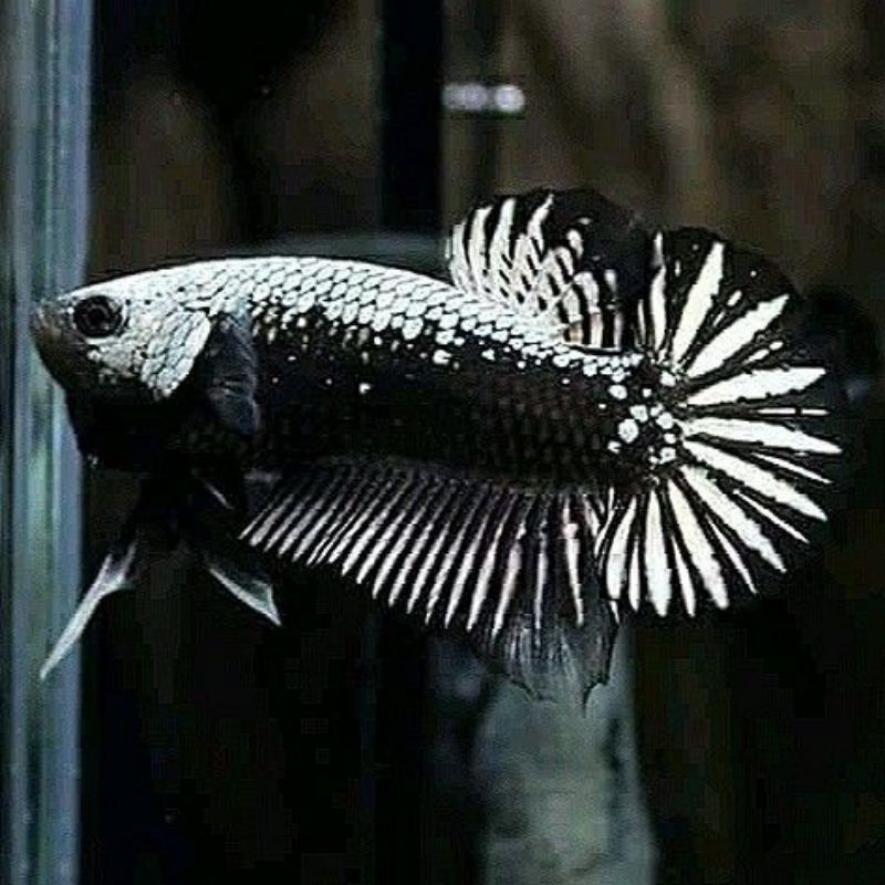 Plakat BALCK Samurai Mamba