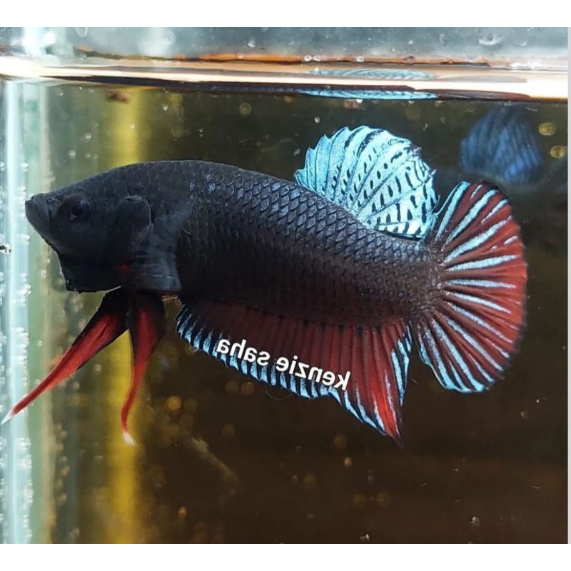 Cupang Aduan Plakat Bagan Blacking Galak