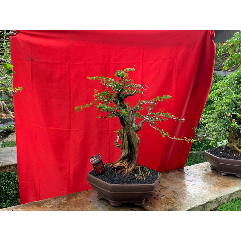 Pohon bonsai Sisir/Kaliage