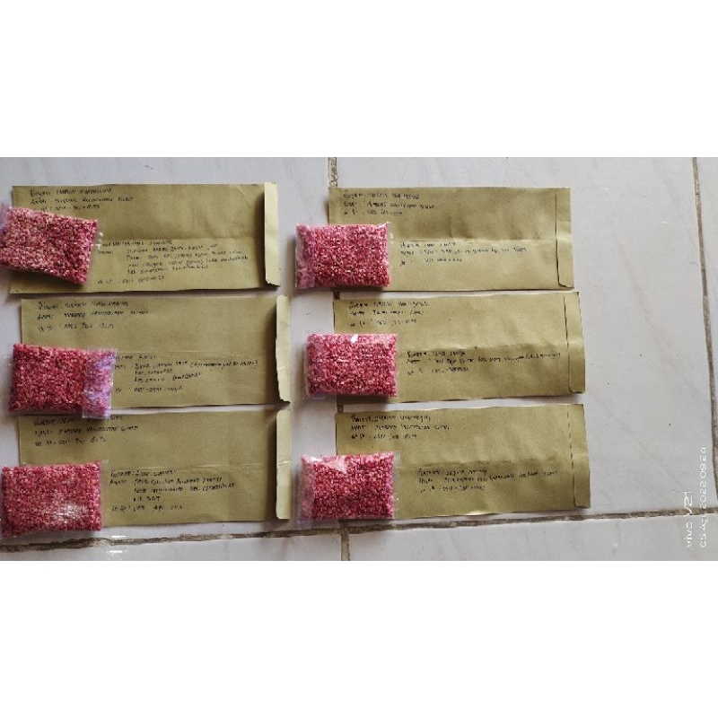 Cabe Lokal Ungu