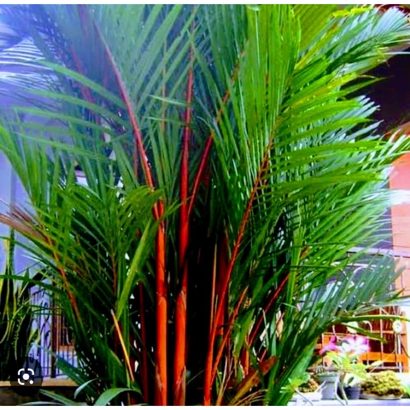 Bibit Tanaman Palem Merah rimbun