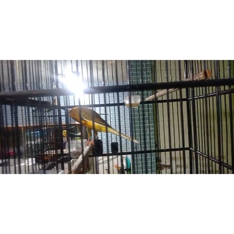 YORKSHIRE 1 PAIR TKF22