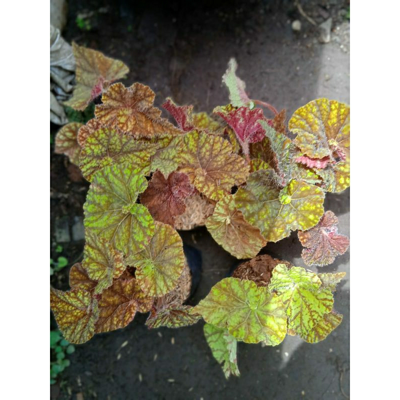 begonia keong kuning