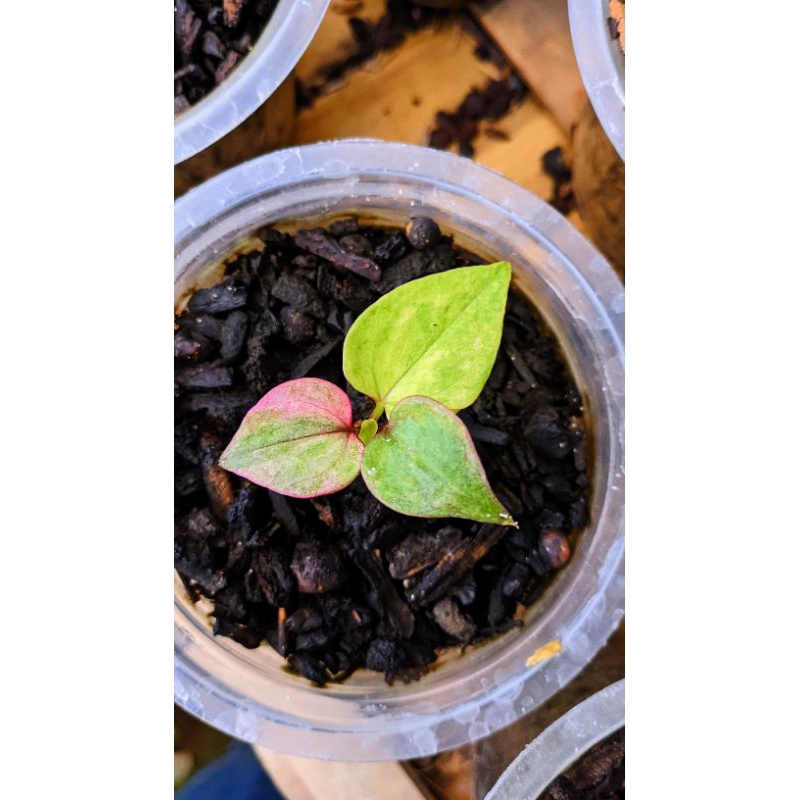 anthurium hokeri pink