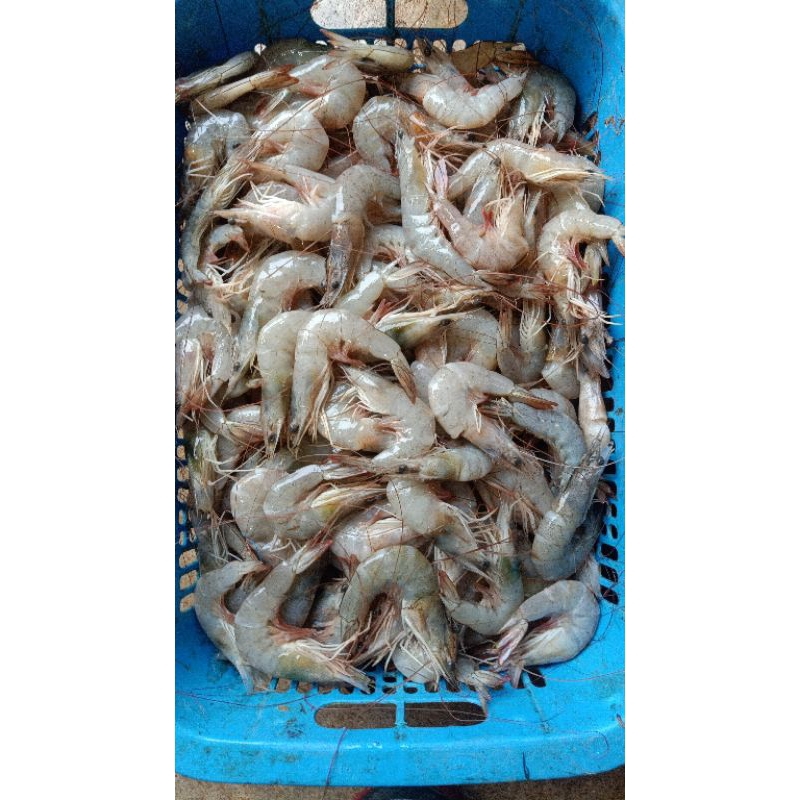 

udang Peci size 80/100