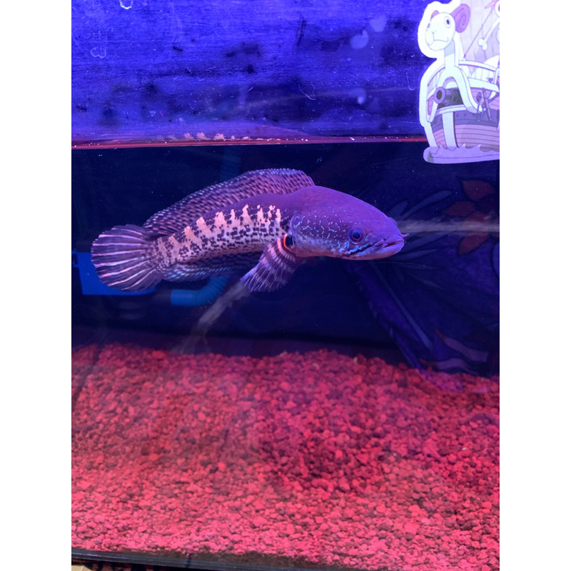 Chana Auranti 20-25 Cm