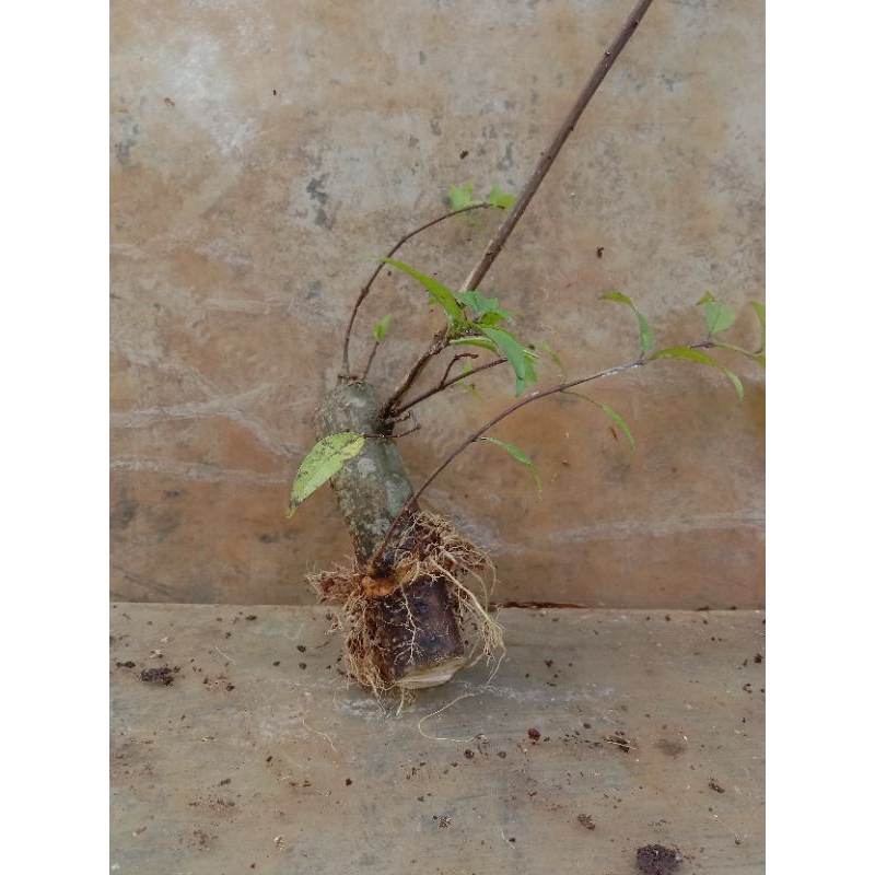 Bahan bonsai anput - Tanaman hias anting putri micro bogelab