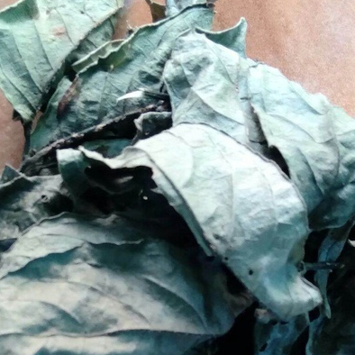 

TERBAIK DAUN JARAK KERING 1 KG