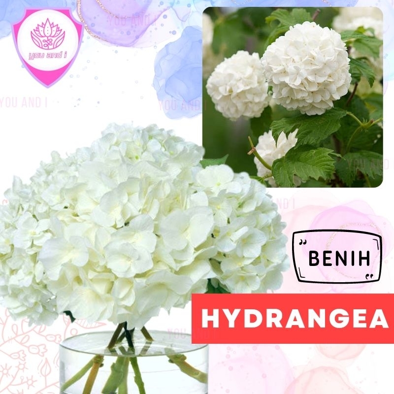 Benih HYDRANGEA WHITE - Biji Bibit Bunga Bokor