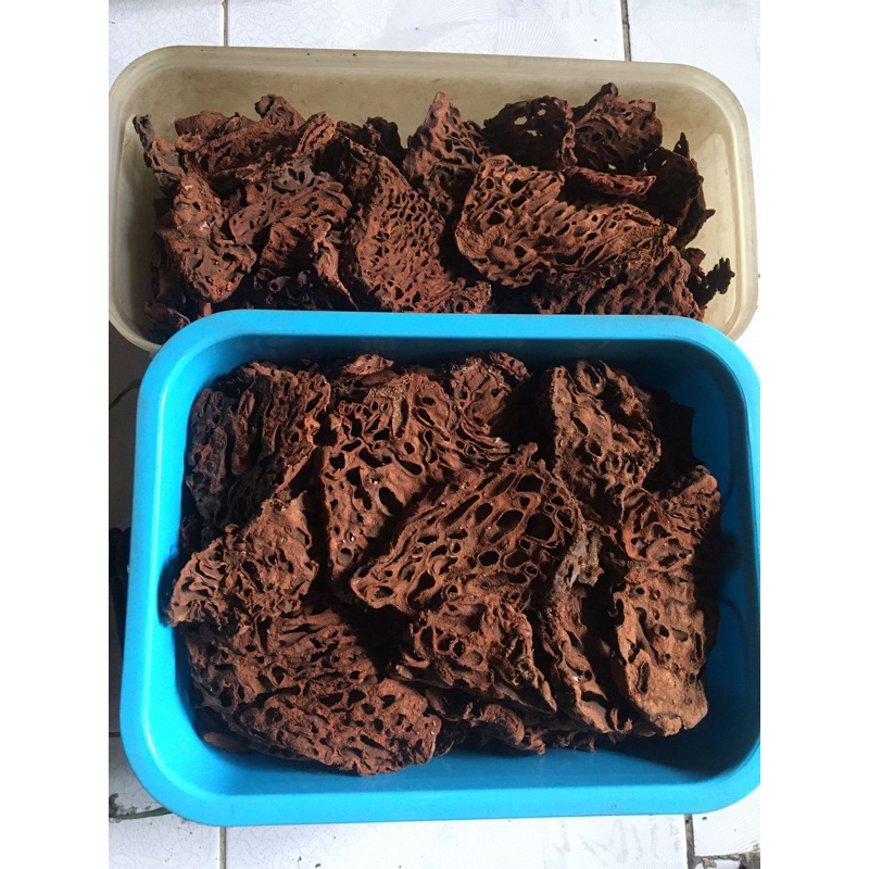 

SARANG SEMUT READY !!